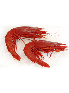 gambón de Argentina