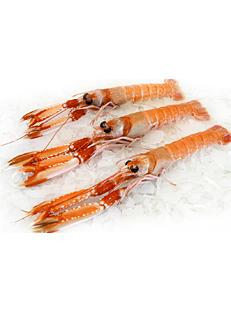 cigala de Irlanda Gran Sol