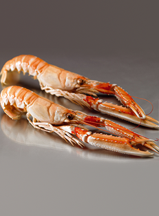 cigala de Irlanda congelada en tierra