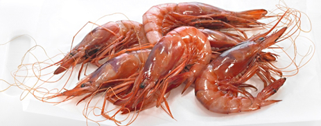 Gamba del Mediterráneo