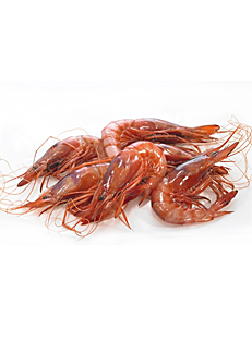 gamba del Mediterráneo