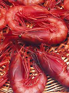 gamba roja